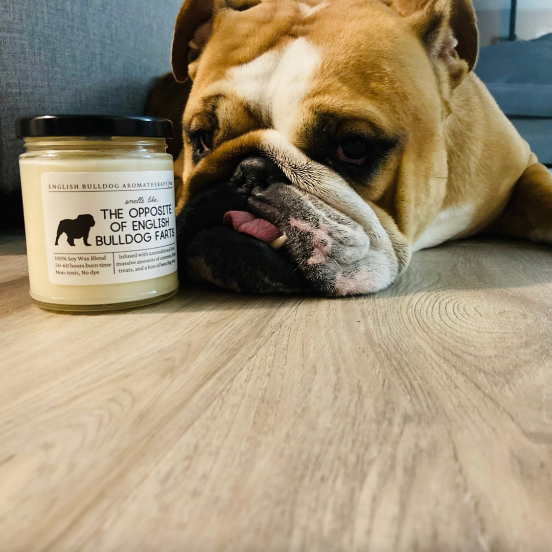 English Bulldog Candle - Smells Like The Opposite Of English Bulldog Farts