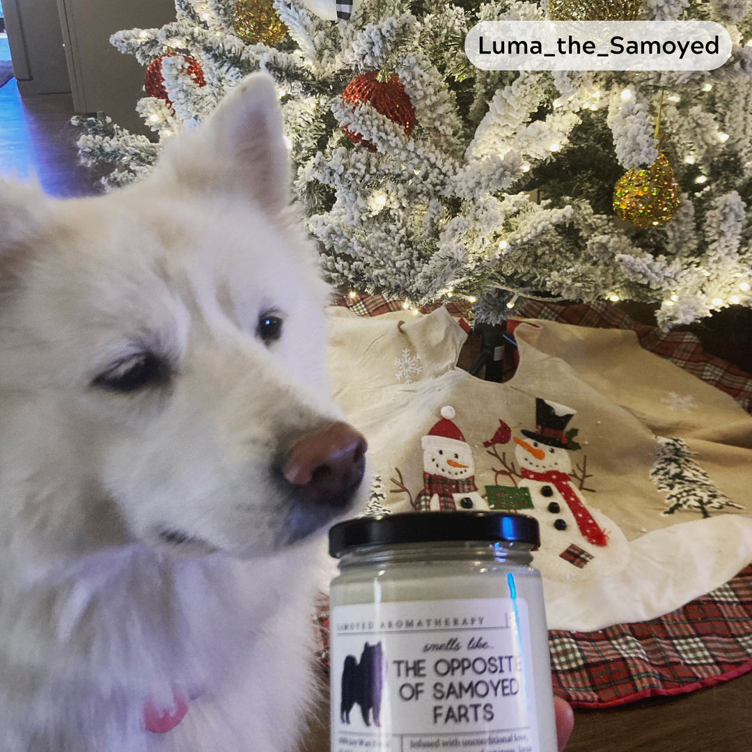 Samoyed Candle - Smells Like The Opposite Of Samoyed Farts