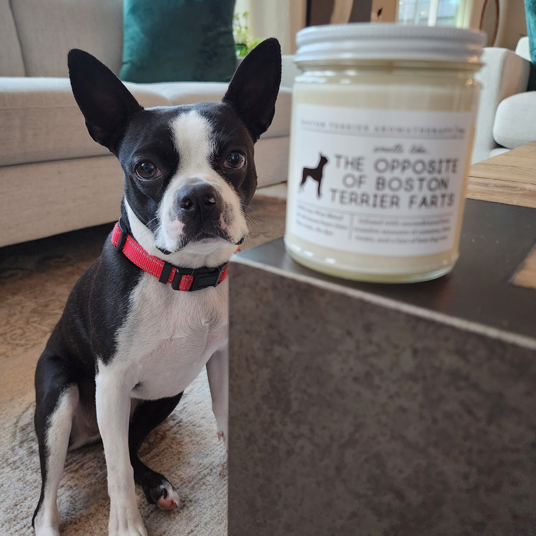 Boston Terrier Candle - Smells Like The Opposite Of Boston Terrier Farts