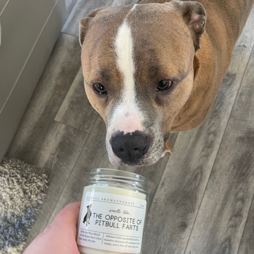 Pit Bull Candle - Smells Like The Opposite Of Pit Bull Farts