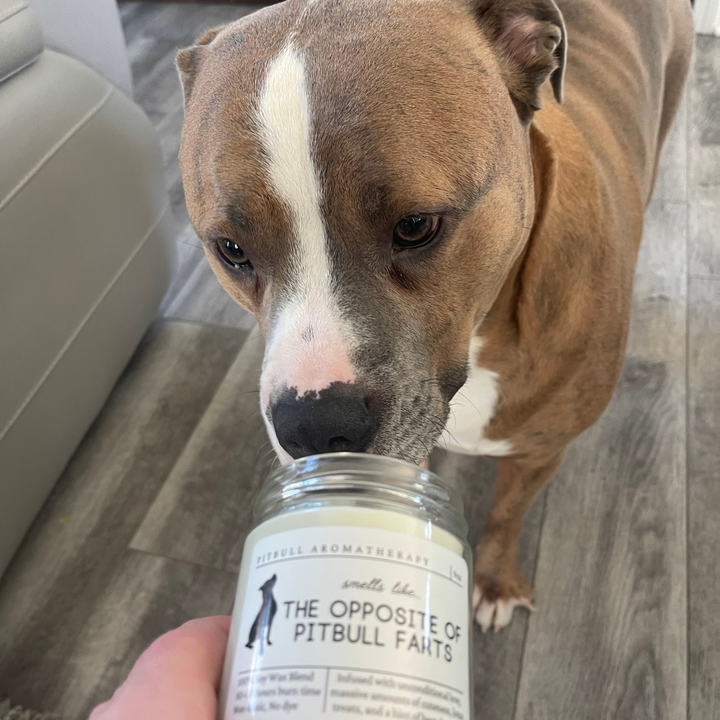 Pit Bull Candle - Smells Like The Opposite Of Pit Bull Farts