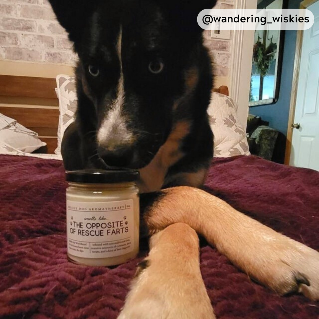 Rescue Dog Candle - Smells Like The Opposite Of Rescue Dog Farts